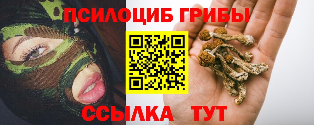 Галлюциногенные грибы Psilocybine cubensis Торжок